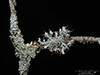 Hooded Rosette Lichen