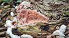 Jelly Rot