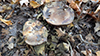 Leathery-veiled Bolete