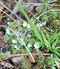 Mealy Pixie Cup