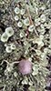 Mealy Pixie Cup