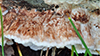 Mossy Maze Polypore
