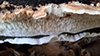 Mossy Maze Polypore