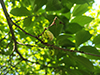 Plum Pocket
