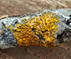 Powdery Sunburst Lichen