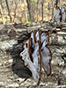 Resinous Polypore