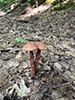 Russell’s Bolete