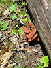 Snow Morel