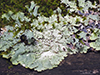 Speckled Greenshield