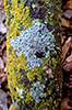 Candleflame Lichen