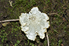 White Fan Fungus (Neocotylidia diaphana)
