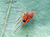 dwarf spider (Ceraticelus sp.)