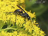 half-belted blue-black spider wasp