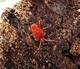 true velvet mite (Trombidium sp.)