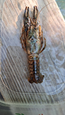 virile crayfish