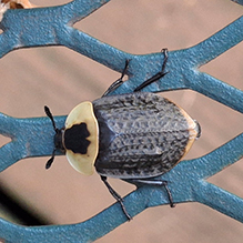 American carrion beetle 14