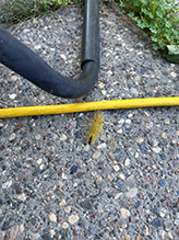 Click to enlarge American dagger moth 13