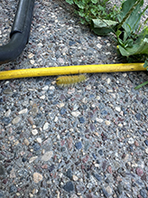 Click to enlarge American dagger moth 14