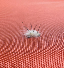 Click to enlarge American dagger moth 15