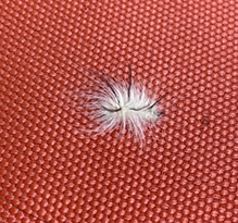 Click to enlarge American dagger moth 16