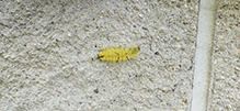 Click to enlarge American dagger moth 18