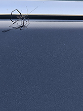 American pelecinid wasp 09