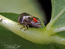 alder spittlebug 02