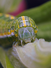 asteroid moth - Featured photo