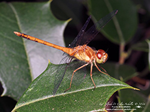 autumn meadowhawk