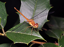 autumn meadowhawk