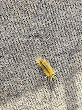 banded tussock moth 24