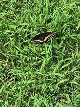 Black Swallowtail 38