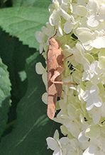 Carolina grasshopper 11