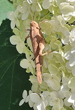 Carolina grasshopper 12