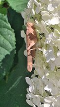 Carolina grasshopper 13