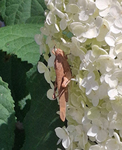 Carolina grasshopper 14