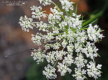 carrot wasp (Gasteruption tarsatorium) - Featured photo