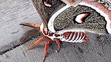 Click to enlarge cecropia moth 85