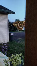 Click to enlarge cecropia moth 85