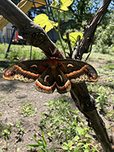 Click to enlarge cecropia moth 87