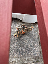 Click to enlarge cecropia moth 88