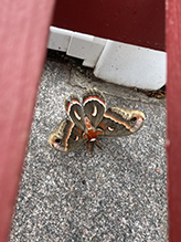 Click to enlarge cecropia moth 89