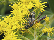 chalcidoid wasp (Leucospis affinis) - Featured photo