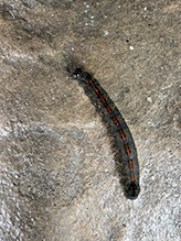 cherry dagger - Featured photo