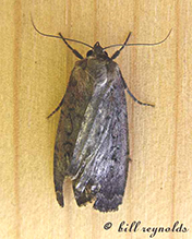 clandestine dart - Featured photo