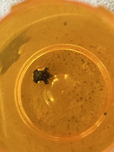 clavate tortoise beetle 18