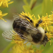 common eastern bumble bee