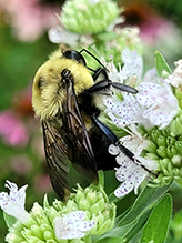 common eastern bumble bee 26