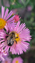 common eastern bumble bee 27