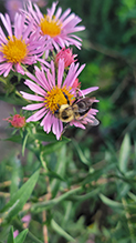 common eastern bumble bee 28